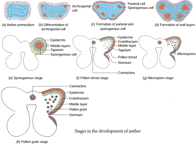 Pre-fertilization Structures and events img 1