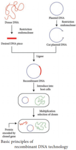 Recombinant DNA Technology – NCERT MCQ