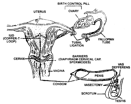 Reproductive Health Class 12 Notes Biology 1