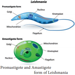 Tissue Flagellates - Leishmania Donovani img 1