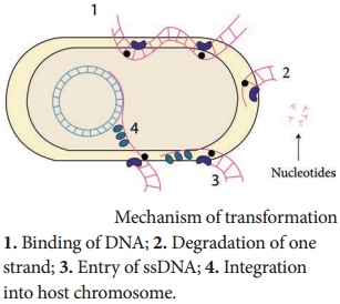 Transfer of Genetic Material img 2