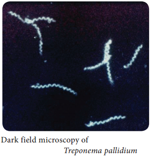 Treponema Pallidum of Medical Bacteriology img 1