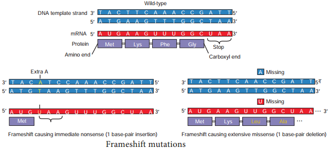 Types of Mutation img 2