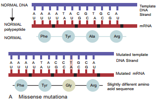 Types of Mutation img 3
