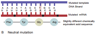 Types of Mutation img 4