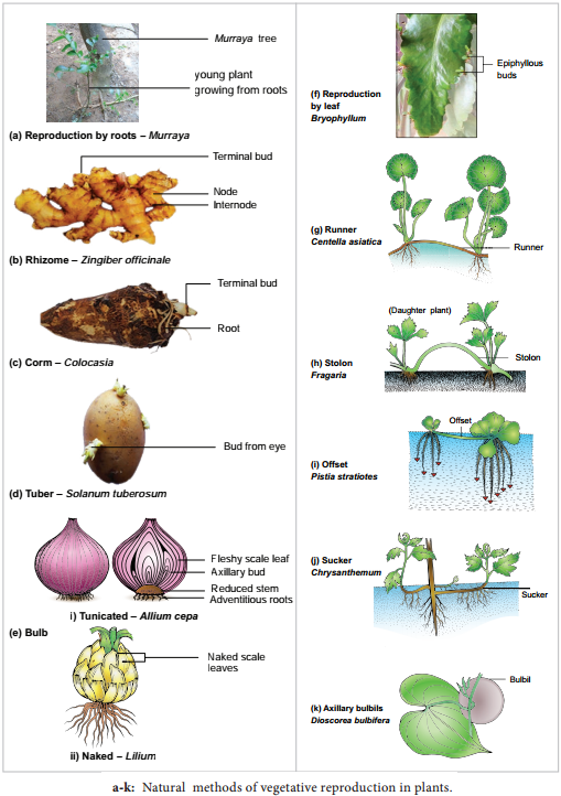 Vegetative Reproduction img 1