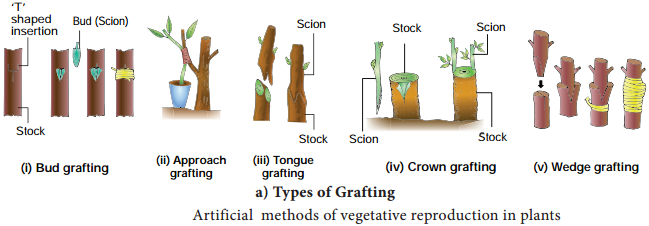 Vegetative Reproduction img 2