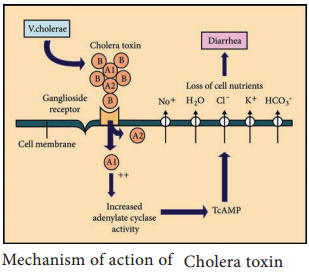 Vibrio cholerae img 2