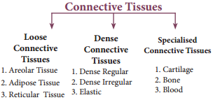 An Overview Of Connective Tissue img 1