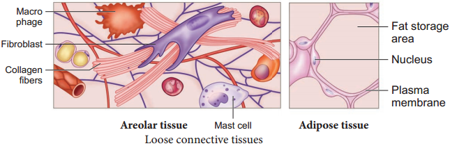 An Overview Of Connective Tissue img 2