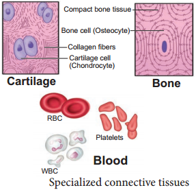 An Overview Of Connective Tissue img 3