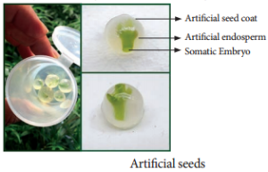 Applications of Plant Tissue Culture img 2