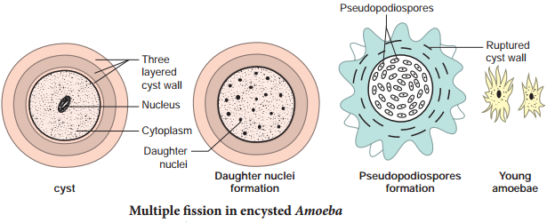 Asexual Reproduction img 4
