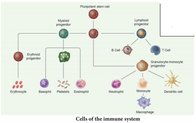 Basic Concepts Of Immunology img 10