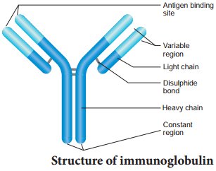 Basic Concepts Of Immunology img 11
