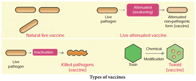 Basic Concepts Of Immunology img 13