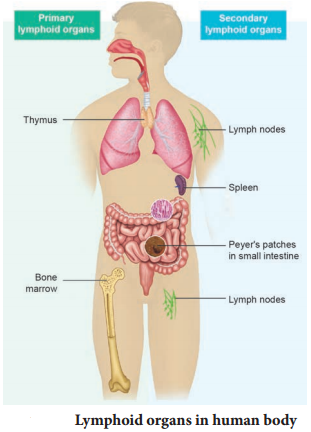 Basic Concepts Of Immunology img 6
