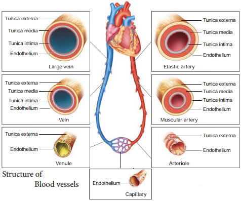 Blood Vessels - Arteries, Veins and Capillaries img 1