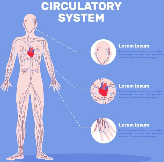 Circulatory Pathways img 1