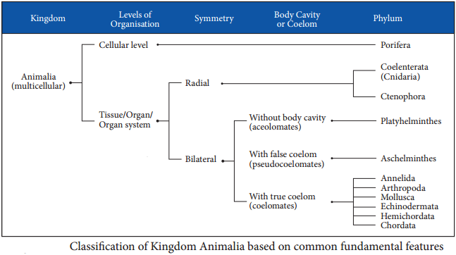Classification of Kingdom Animalia img 1