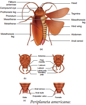 Cockroach - Periplaneta Americana img 2