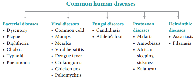 Common Diseases In Human Beings img 1