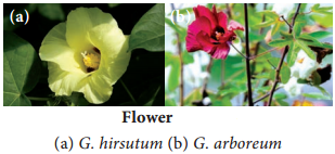 Conventional Plant Breeding Methods img 4