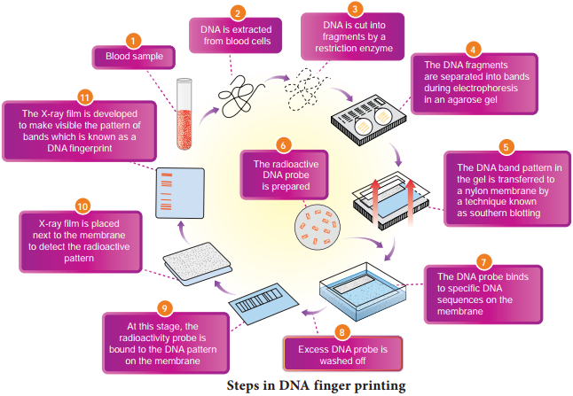 DNA Finger Printing Technique img 2