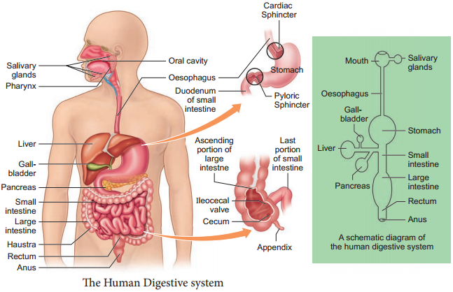 Digestive System img 1
