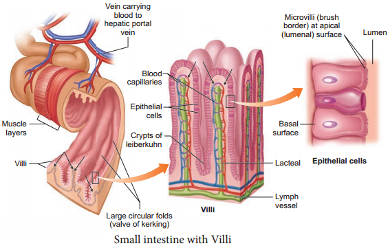 Digestive System img 4