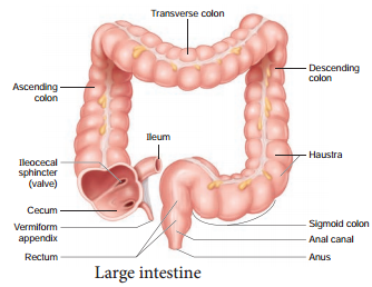 Digestive System img 5