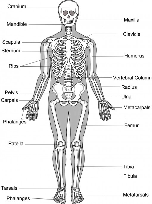 Disorders of Muscular and Skeletal System img 1