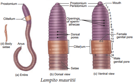 Earthworm - Lampito mauritii img 3