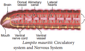 Earthworm - Lampito mauritii img 6