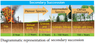 Ecological Plant Succession img 1
