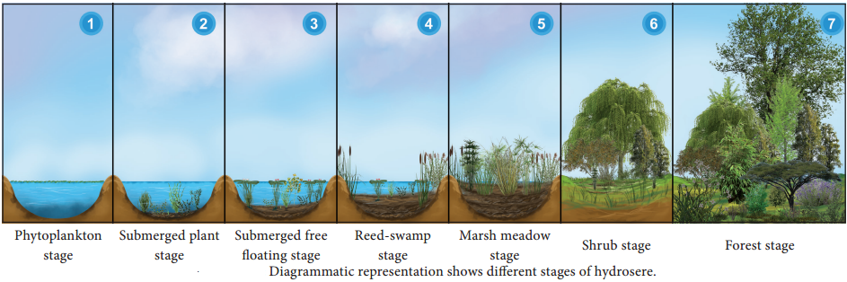 Ecological Plant Succession img 5
