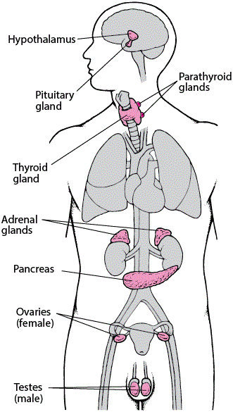 Endocrine Glands and Hormones img 1