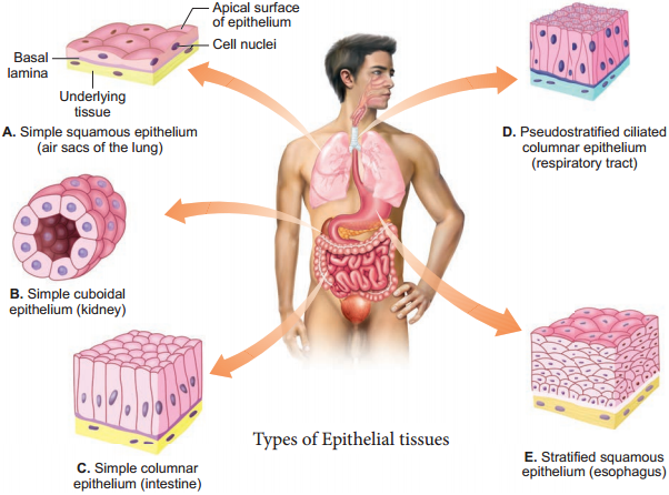 Epithelial Tissue img 1