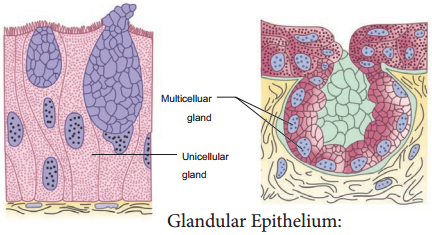 Epithelial Tissue img 2