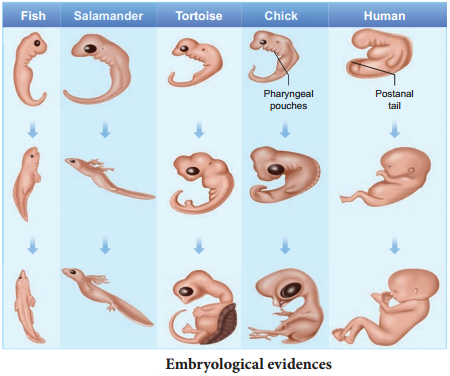 Evidences For Biological Evolution img 3