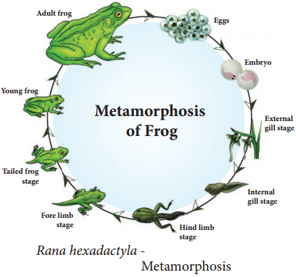Frog - Rana Hexadactyla img 13