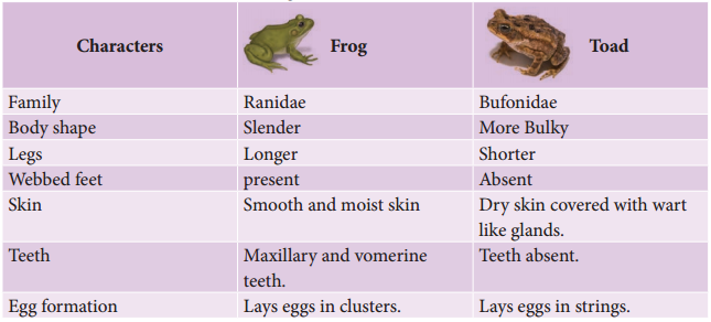 Frog - Rana Hexadactyla img 2