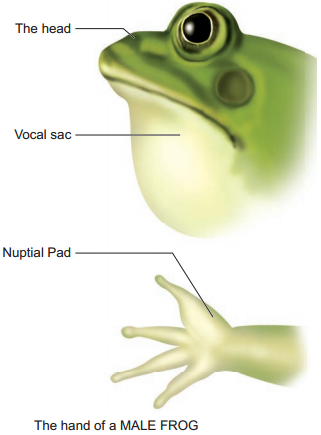 Frog - Rana Hexadactyla img 4