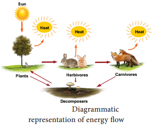Functions Of Ecosystem img 2