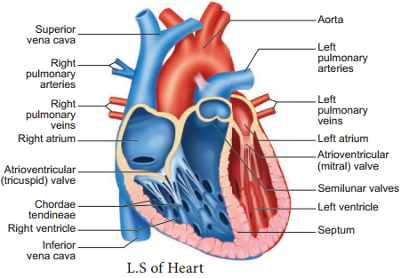Human Circulatory System img 1