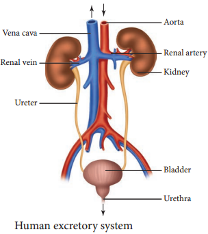 Human Excretory System - Structure of Kidney, Nephron img 1