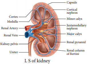 Human Excretory System - Structure of Kidney, Nephron img 2