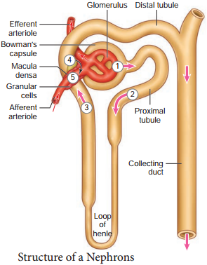 Human Excretory System - Structure of Kidney, Nephron img 3