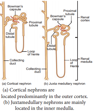 Human Excretory System - Structure of Kidney, Nephron img 4