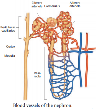 Human Excretory System - Structure of Kidney, Nephron img 5